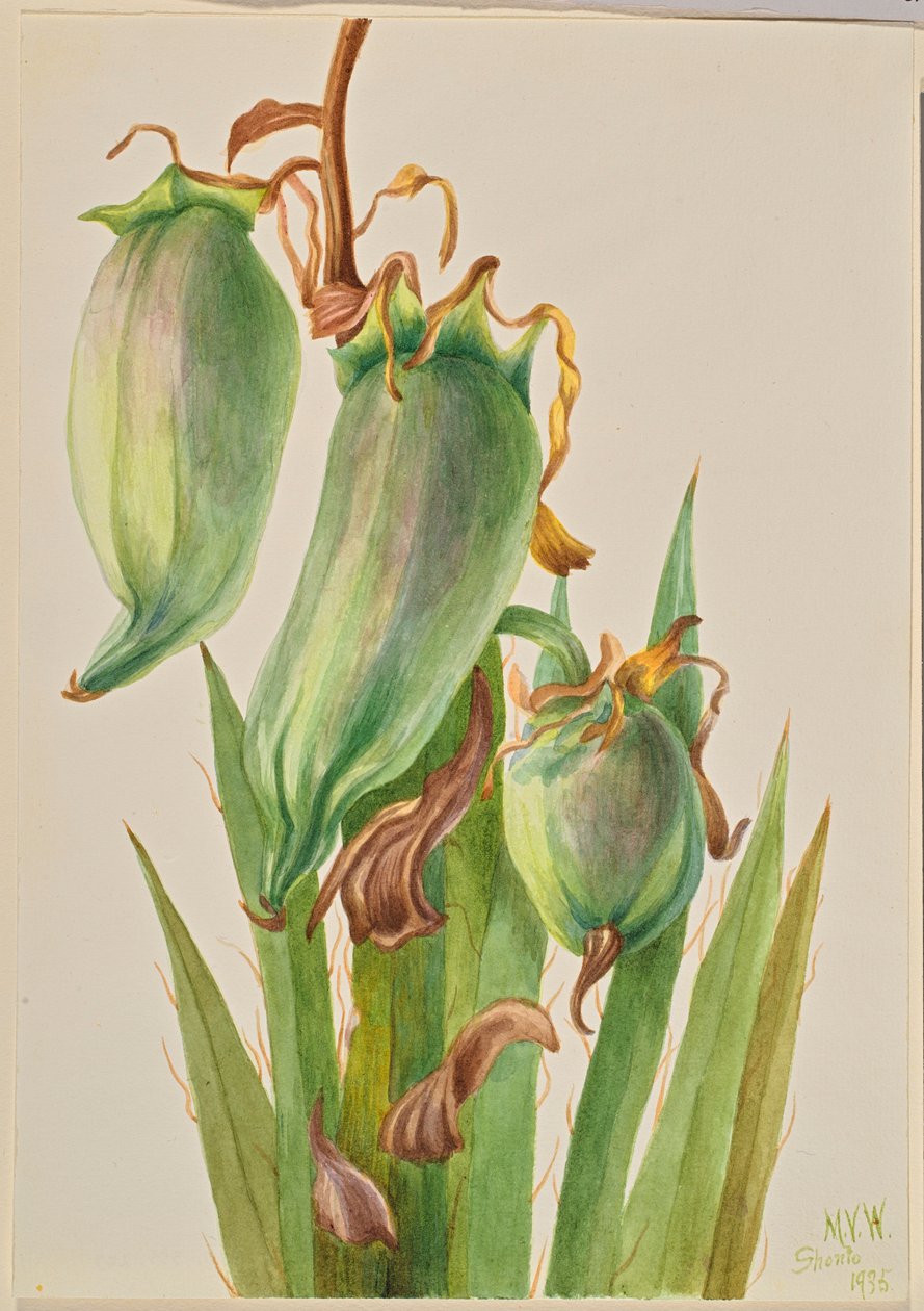 Bagnet hiszpański (Yucca baccata) autorstwa Mary Vaux Walcott