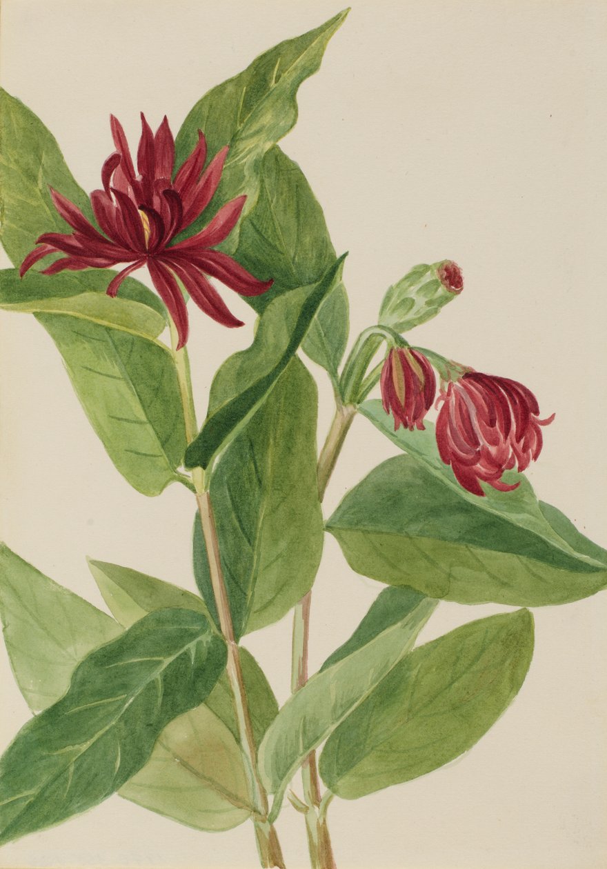 Krzew ostrokrzewu (Calycanthus occidentalis) autorstwa Mary Vaux Walcott