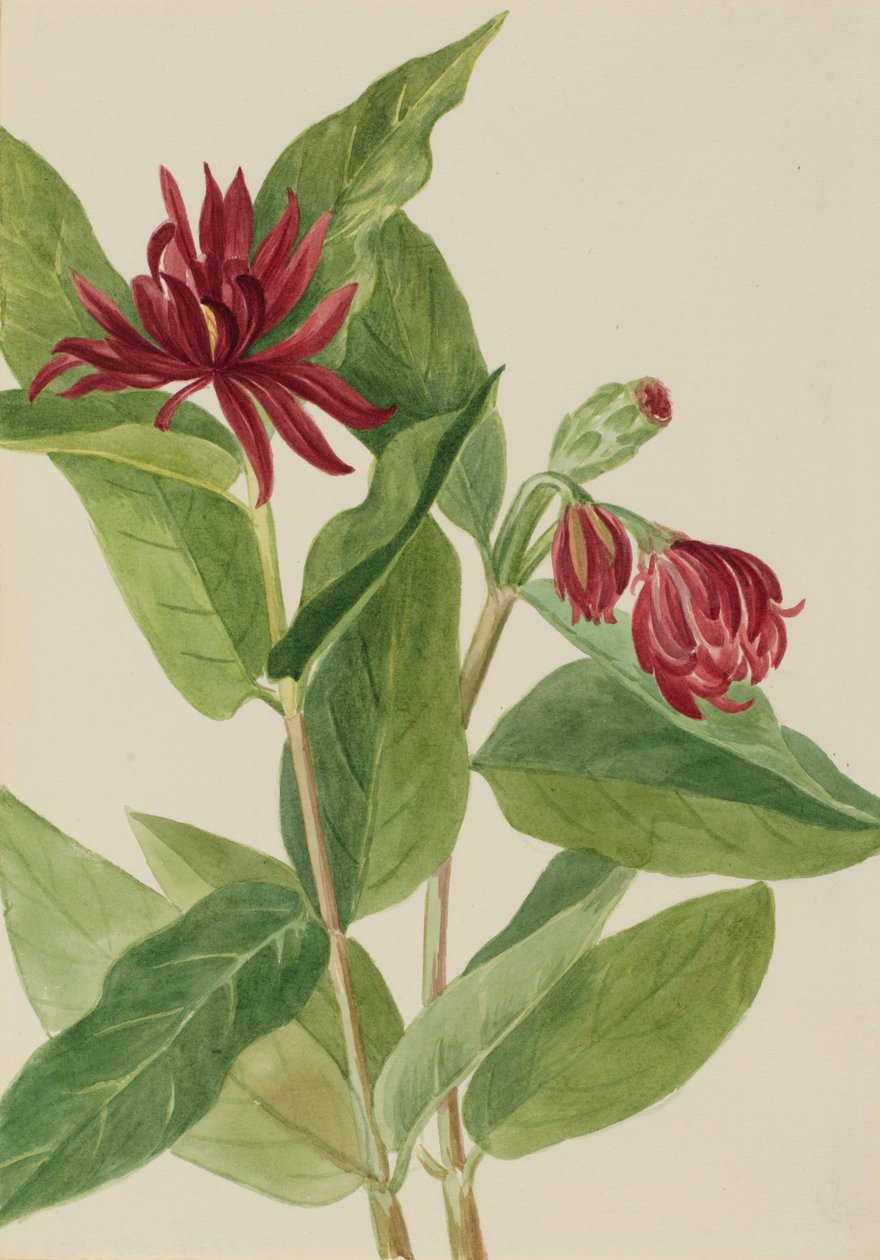 Krzew korzenny Calycanthus occidentalis, początek lat 30. XX wieku. autorstwa Mary Vaux Walcott