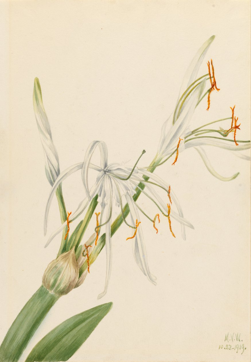 Lilia pajęcza (Hymenocallis rotata) autorstwa Mary Vaux Walcott