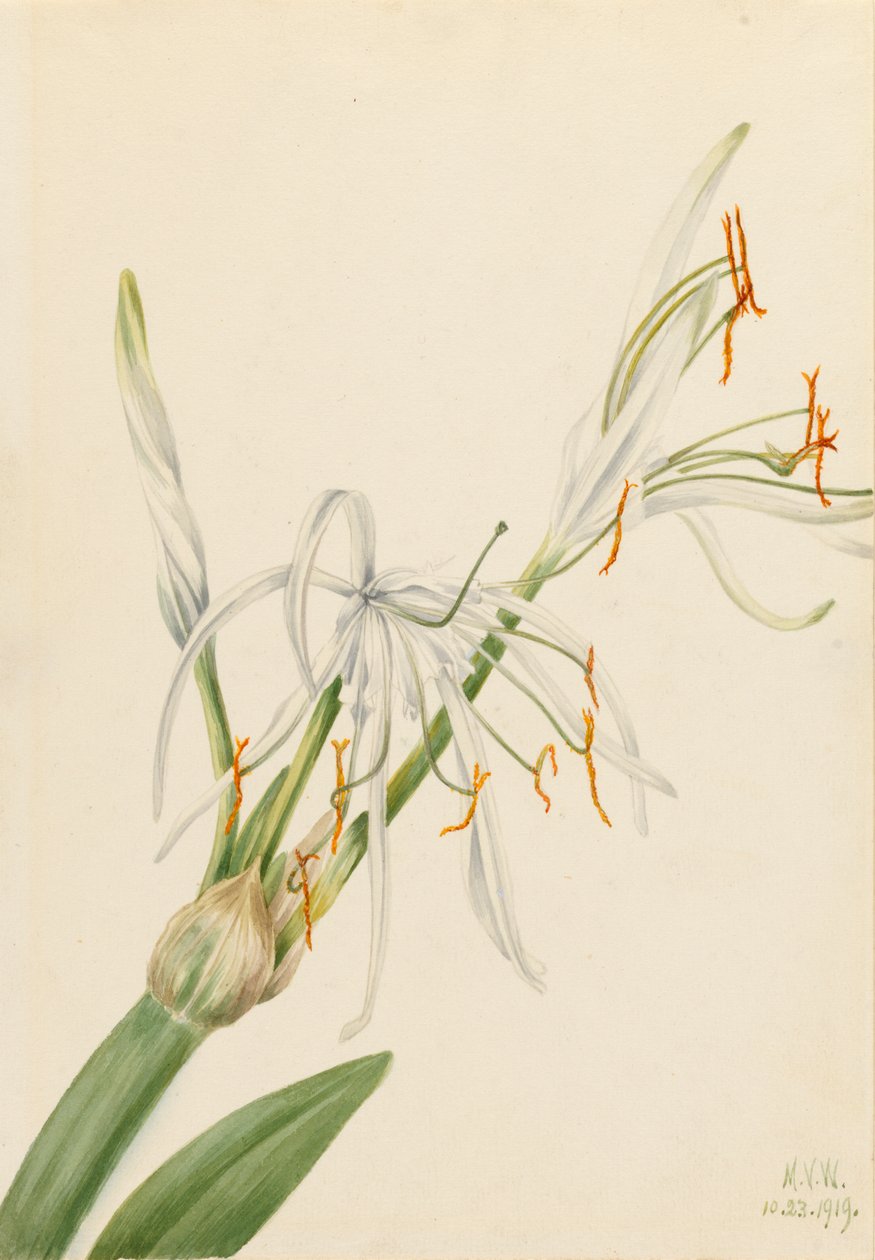 Pajęcza lilia Hymenocallis rotata, 1919. autorstwa Mary Vaux Walcott