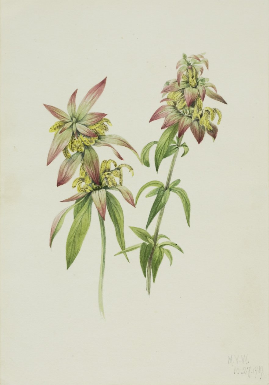 Balsam plamisty (Monarda punctata) autorstwa Mary Vaux Walcott