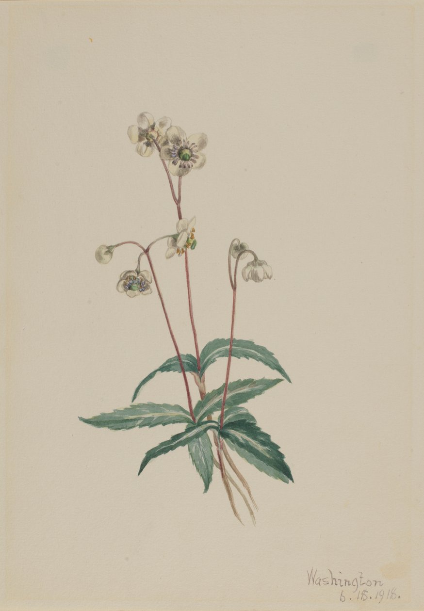 Pipissewa plamista (Chimaphila maculata) autorstwa Mary Vaux Walcott