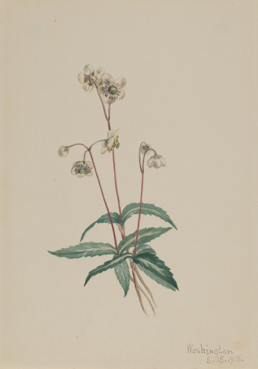 Cętkowany Pipsissewa Chimaphila maculata, 1918. autorstwa Mary Vaux Walcott