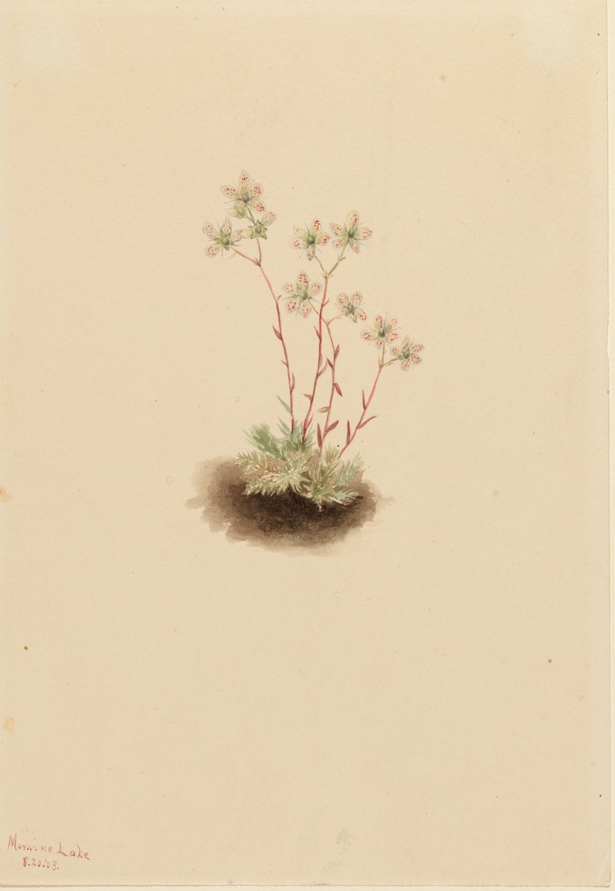 Skalnica plamista (Saxifraga bronchialis) autorstwa Mary Vaux Walcott