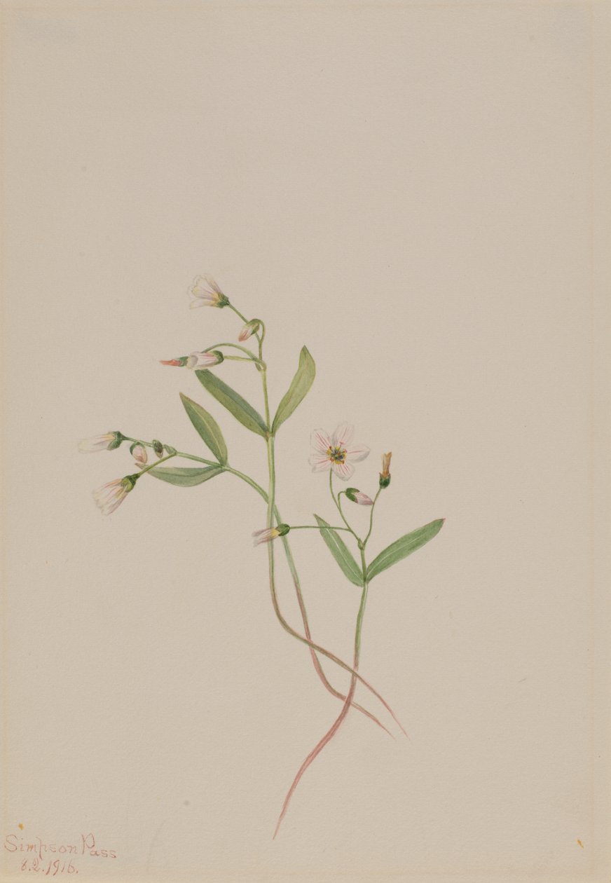 Wiosenna piękność Claytonia lanceolata, 1916. autorstwa Mary Vaux Walcott