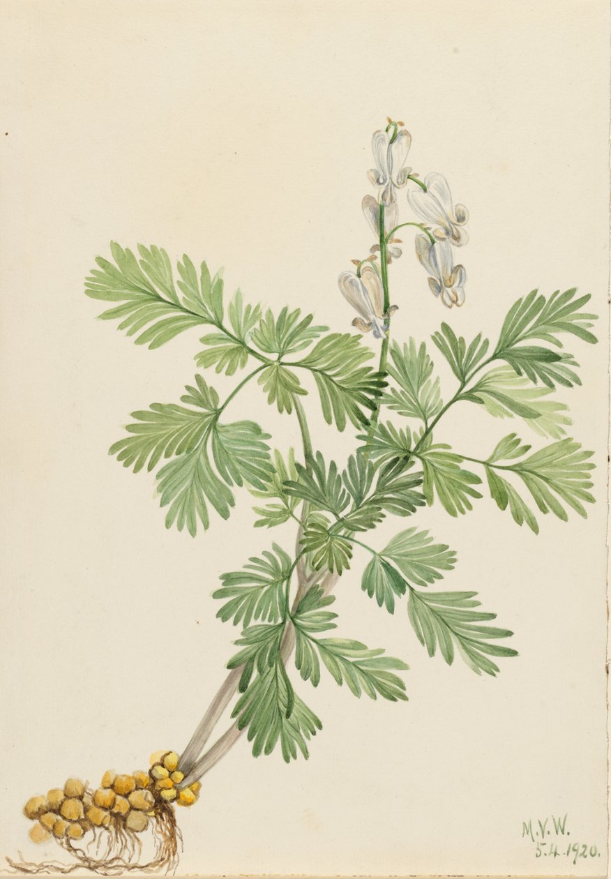 Kukurydza wiewiórcza (Bikukulla canadensis) autorstwa Mary Vaux Walcott