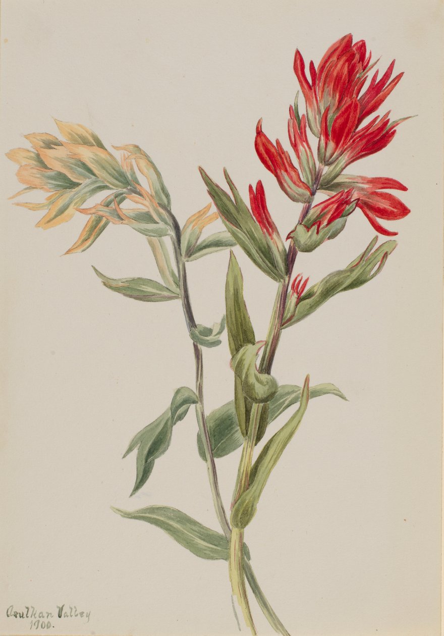 Stachys palustria autorstwa Mary Vaux Walcott