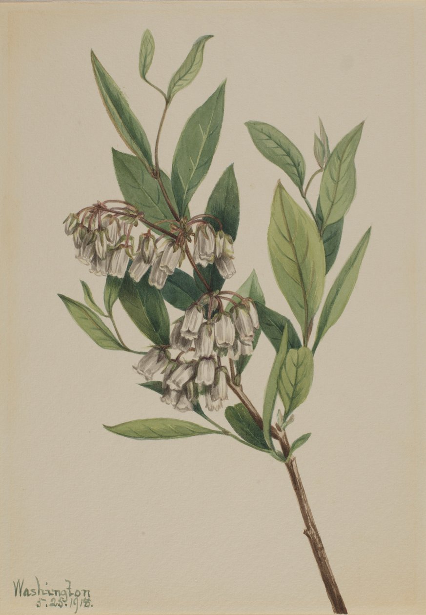 Pieris mariana (Pieris mariana) autorstwa Mary Vaux Walcott