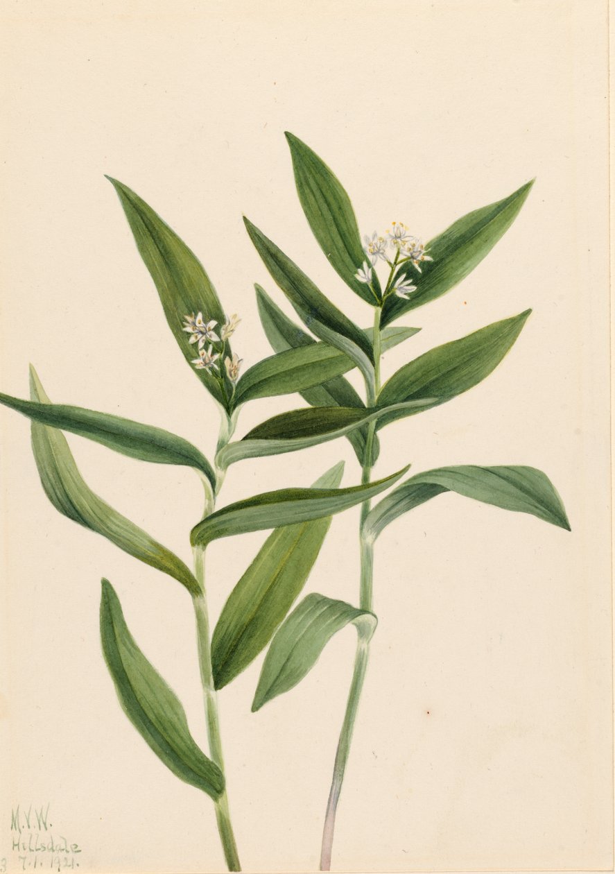 Gwiazda Solomonplume Vagnera stellata, 1921. autorstwa Mary Vaux Walcott
