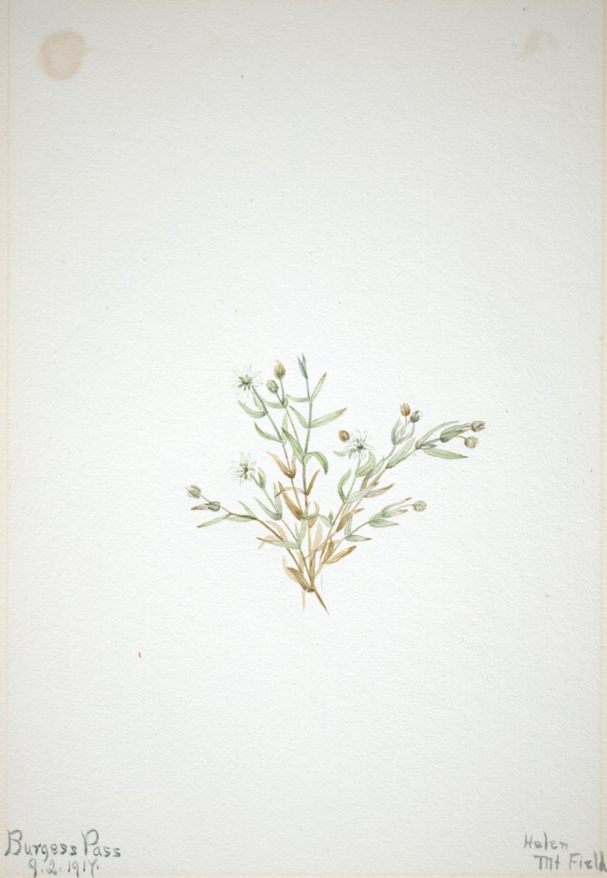 Stelleria leata autorstwa Mary Vaux Walcott