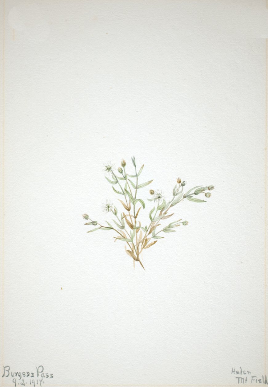 Stelleria leta, 1917. autorstwa Mary Vaux Walcott