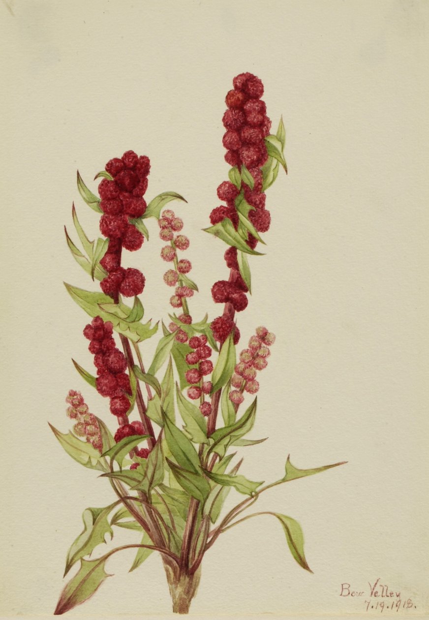 Truskawka-Blite (Chenopodium capitatum) autorstwa Mary Vaux Walcott