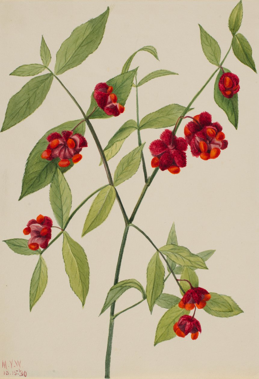 Strawberry Bush - "Hearts Bustin