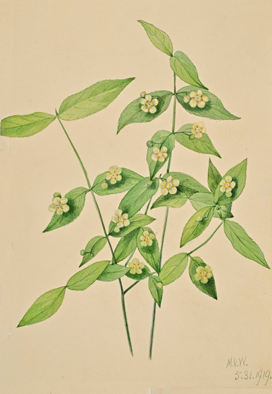 Krzak truskawkowy Euonymus americanus, 1919. autorstwa Mary Vaux Walcott