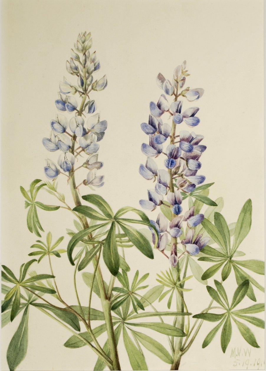 Łubin trwały (Lupinus perennis) autorstwa Mary Vaux Walcott