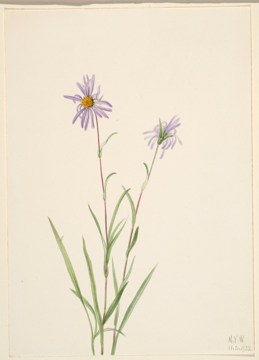 Aster błotny (Aster paludosus) autorstwa Mary Vaux Walcott