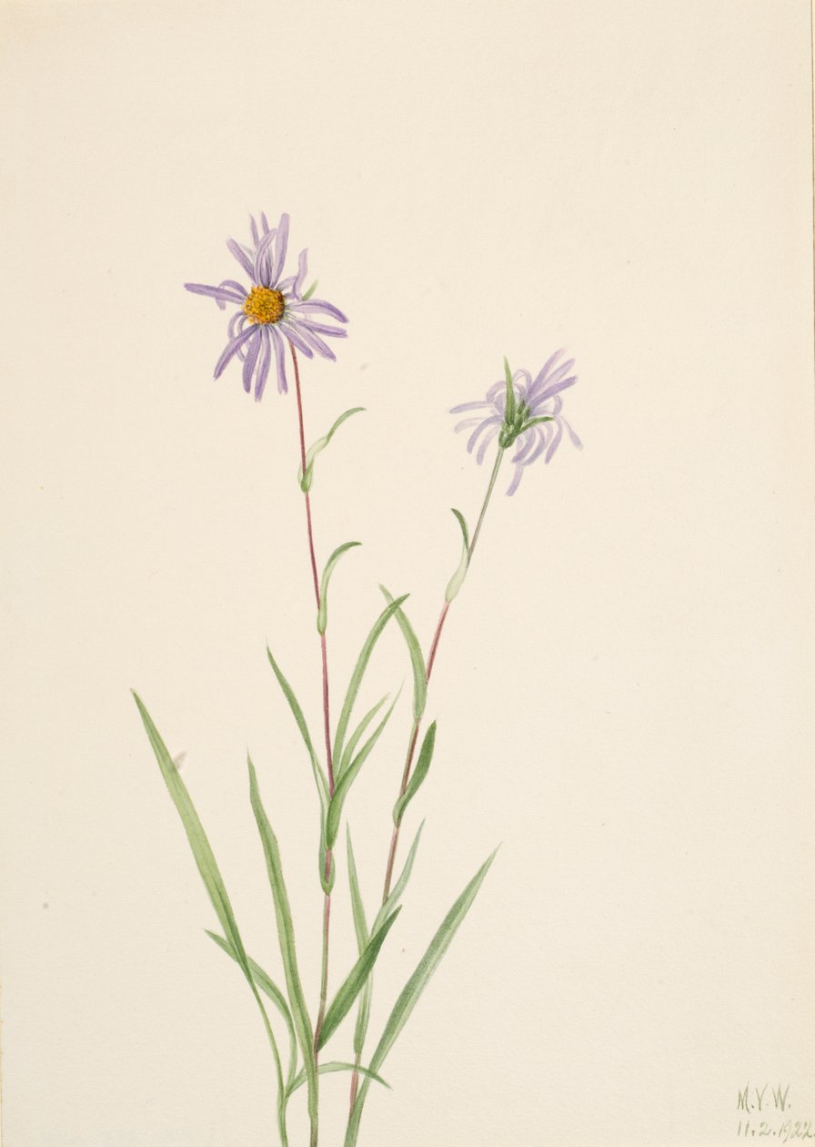 Aster bagienny Aster paludosus, 1922. autorstwa Mary Vaux Walcott