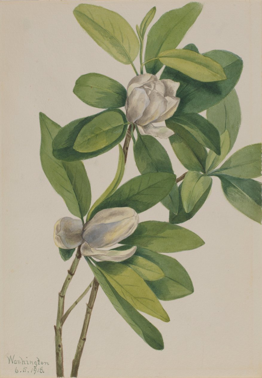 Magnolia bagienna (Magnolia virginiana) autorstwa Mary Vaux Walcott