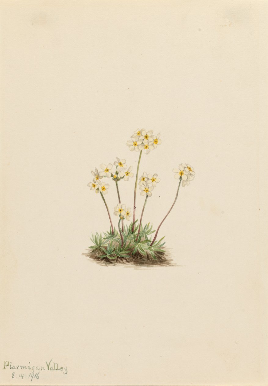 Słodka Androsace Androsace carinata, 1916. autorstwa Mary Vaux Walcott