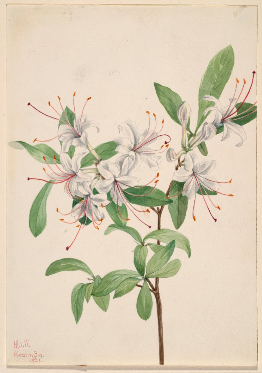 Azalia słodka (Azalea arborescens) autorstwa Mary Vaux Walcott