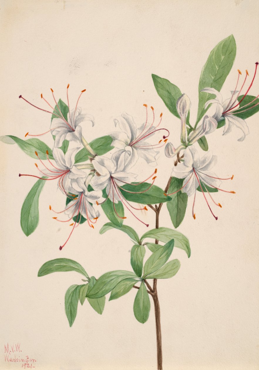 Słodka Azalia Azalia arborescens, 1921. autorstwa Mary Vaux Walcott