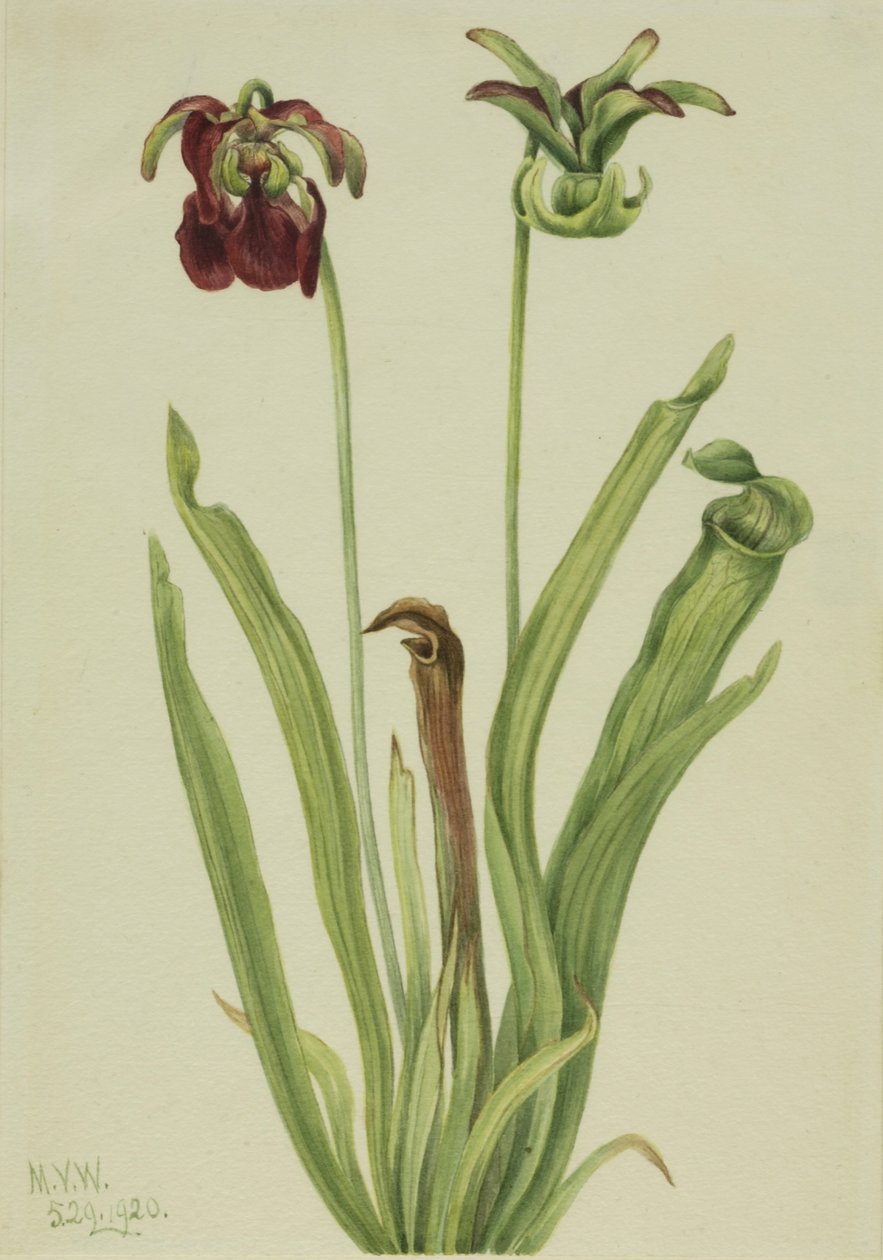 Słodka dzbanecznik (Sarracenia rubra) autorstwa Mary Vaux Walcott