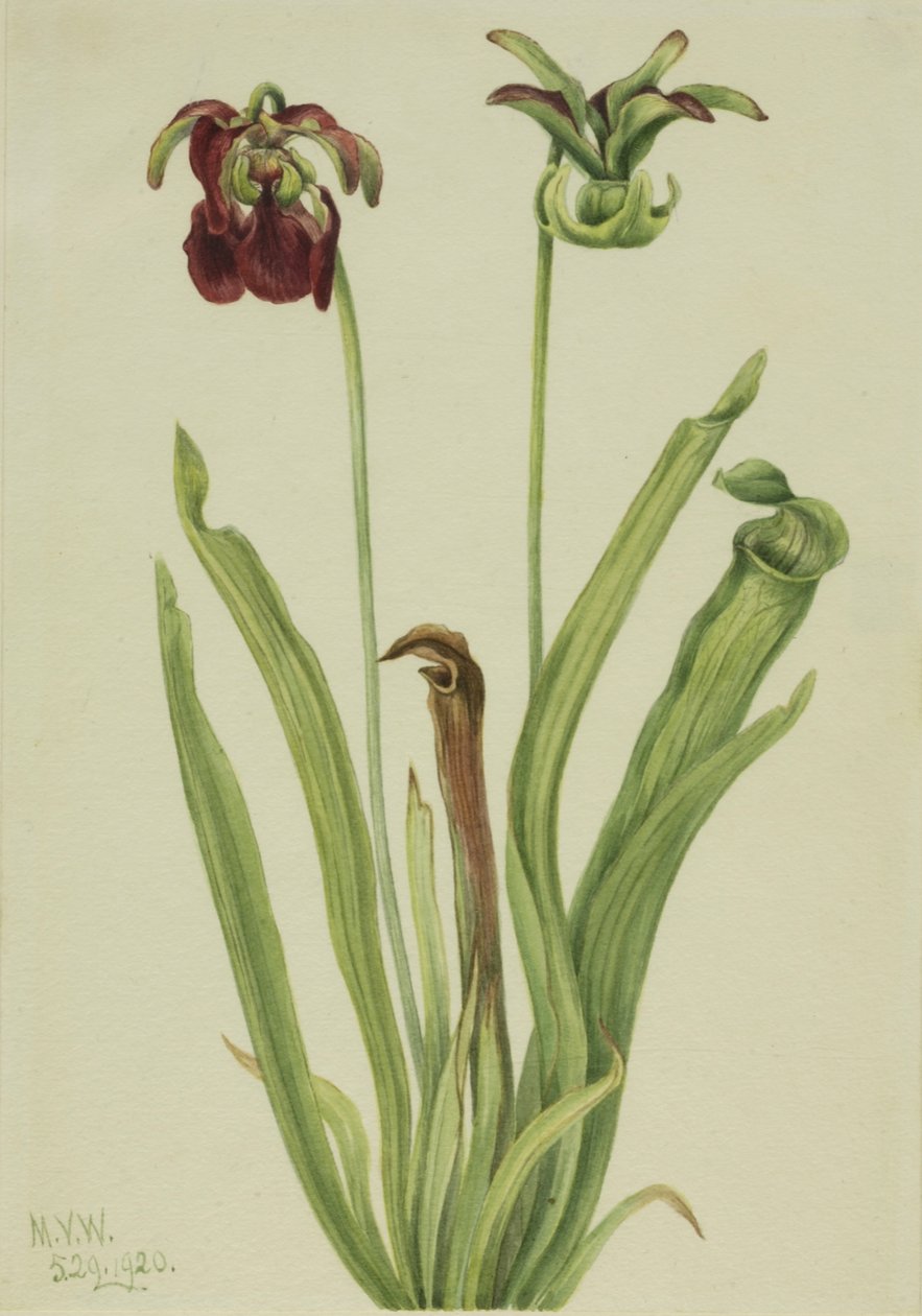 Słodki dzban Sarracenia rubra, 1920. autorstwa Mary Vaux Walcott