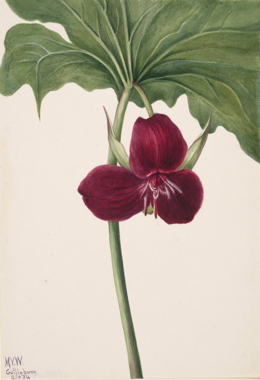 Słodki Trillium Trillium vasyi, 1934. autorstwa Mary Vaux Walcott