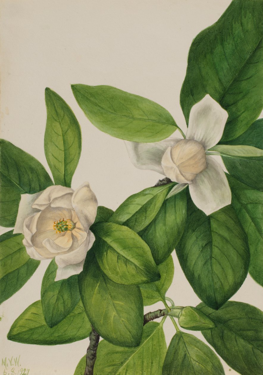Sweetbay Magnolia virginiana, 1927. autorstwa Mary Vaux Walcott