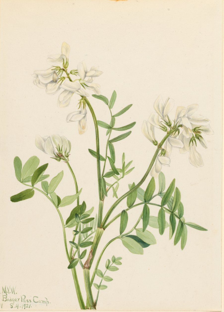 Tatarak zwyczajny (Hedysarum mackenzii) autorstwa Mary Vaux Walcott