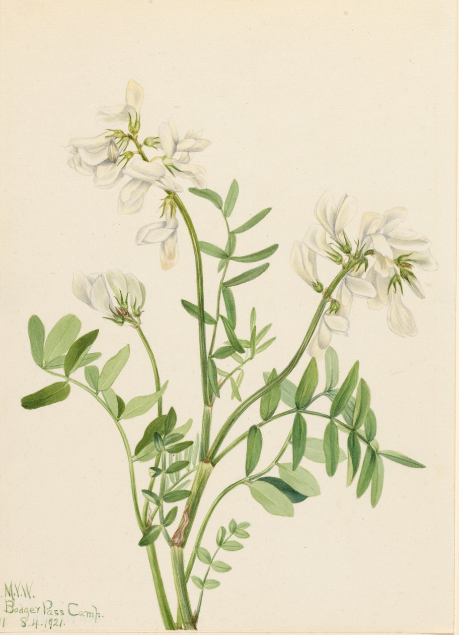 Sweetvetch Hedysarum mackenzii, 1921. autorstwa Mary Vaux Walcott