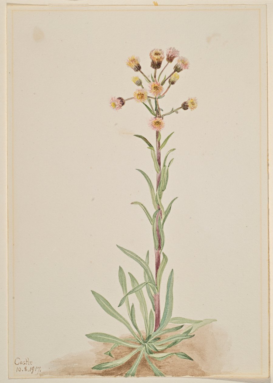 Tall Fleabane (Erigeron acris) autorstwa Mary Vaux Walcott
