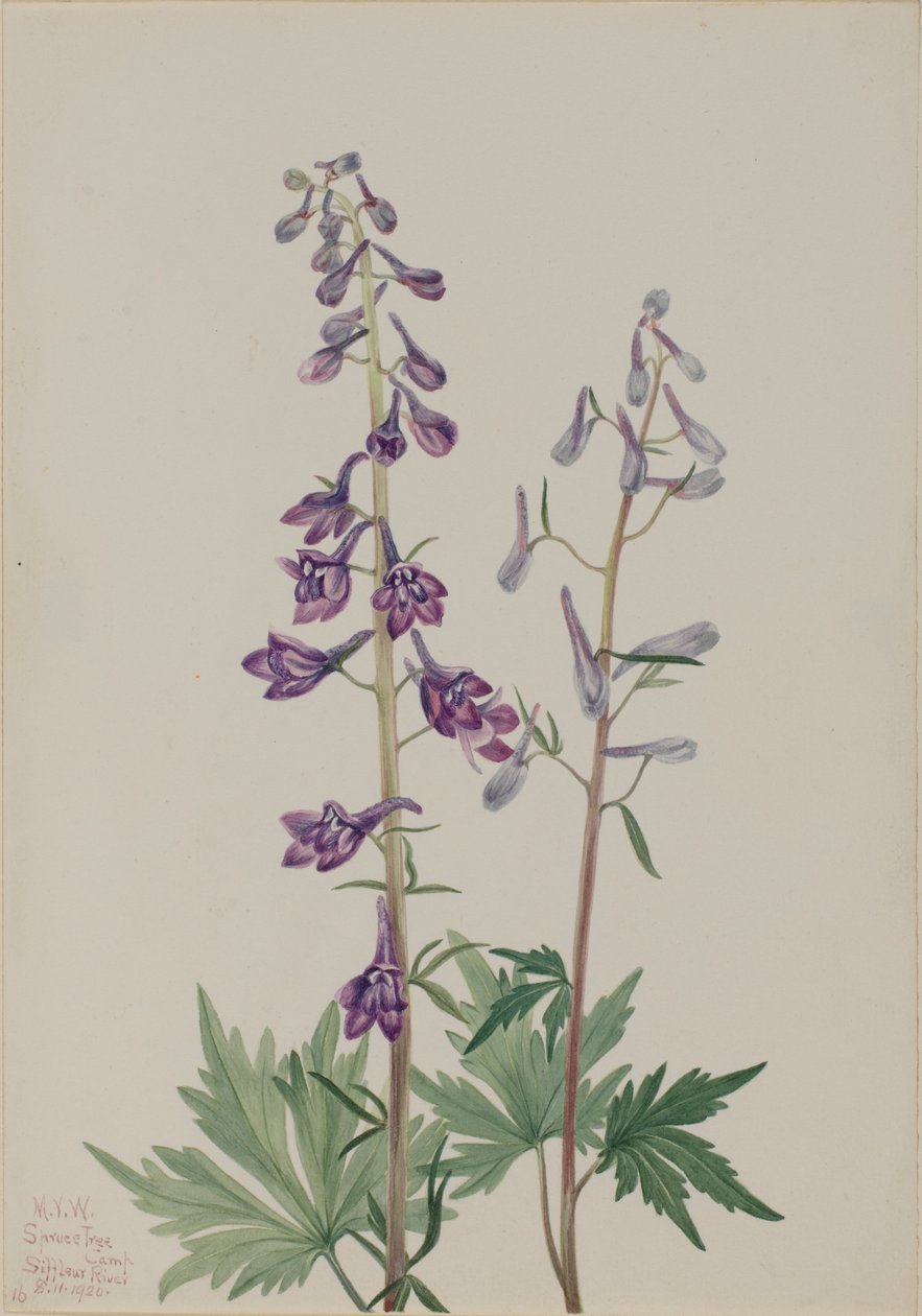 Ostróżka wysoka (Delphinium elongatum) autorstwa Mary Vaux Walcott