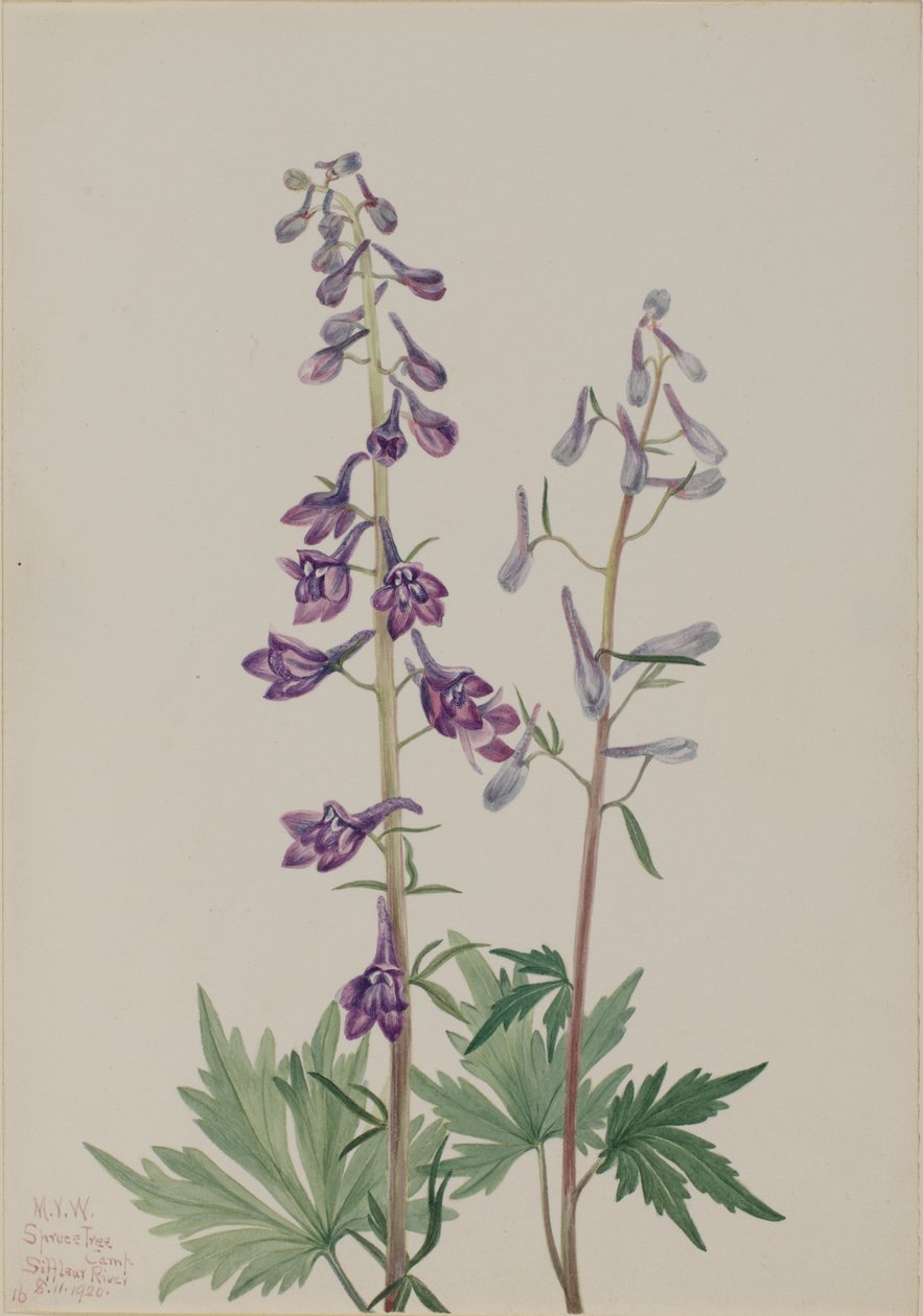 Wysoki Larkspur Delphinium elongatum, 1920. autorstwa Mary Vaux Walcott