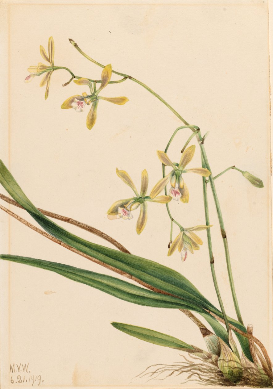 Epidendrum tampa (Epidendrum tampense) autorstwa Mary Vaux Walcott