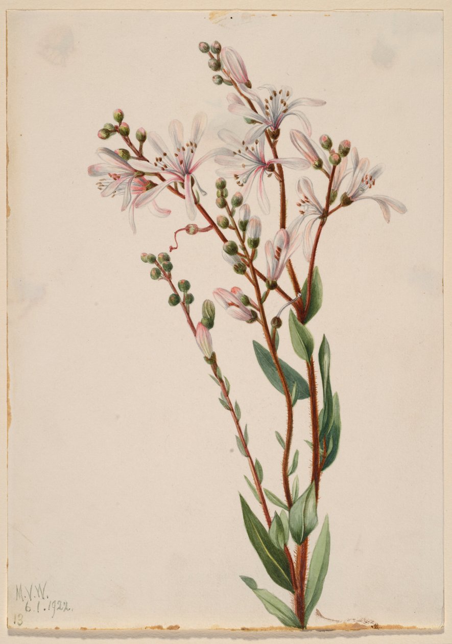 Tarflower (Befaria racemosa) autorstwa Mary Vaux Walcott
