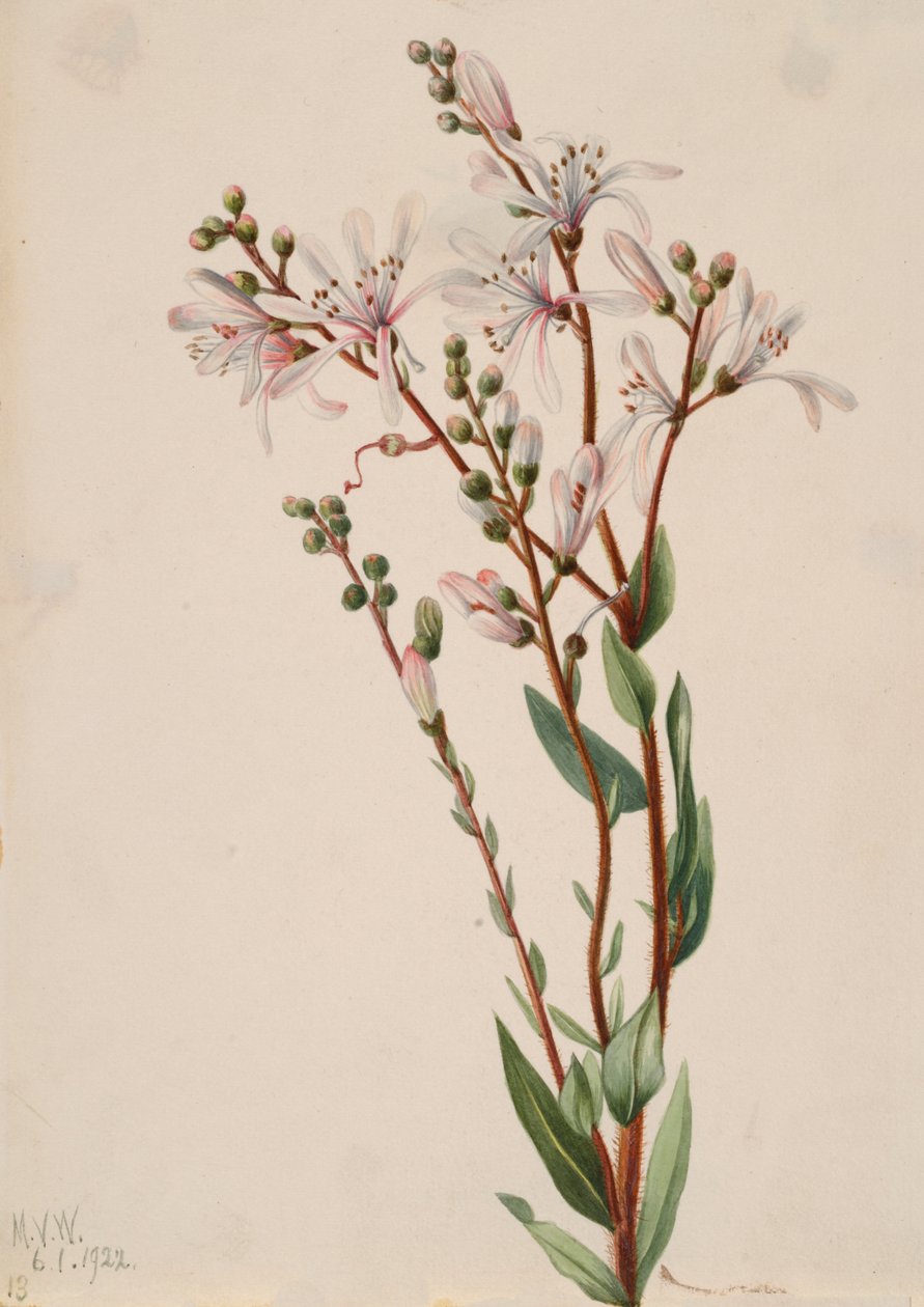 Tarflower Befaria racemosa, 1922. autorstwa Mary Vaux Walcott
