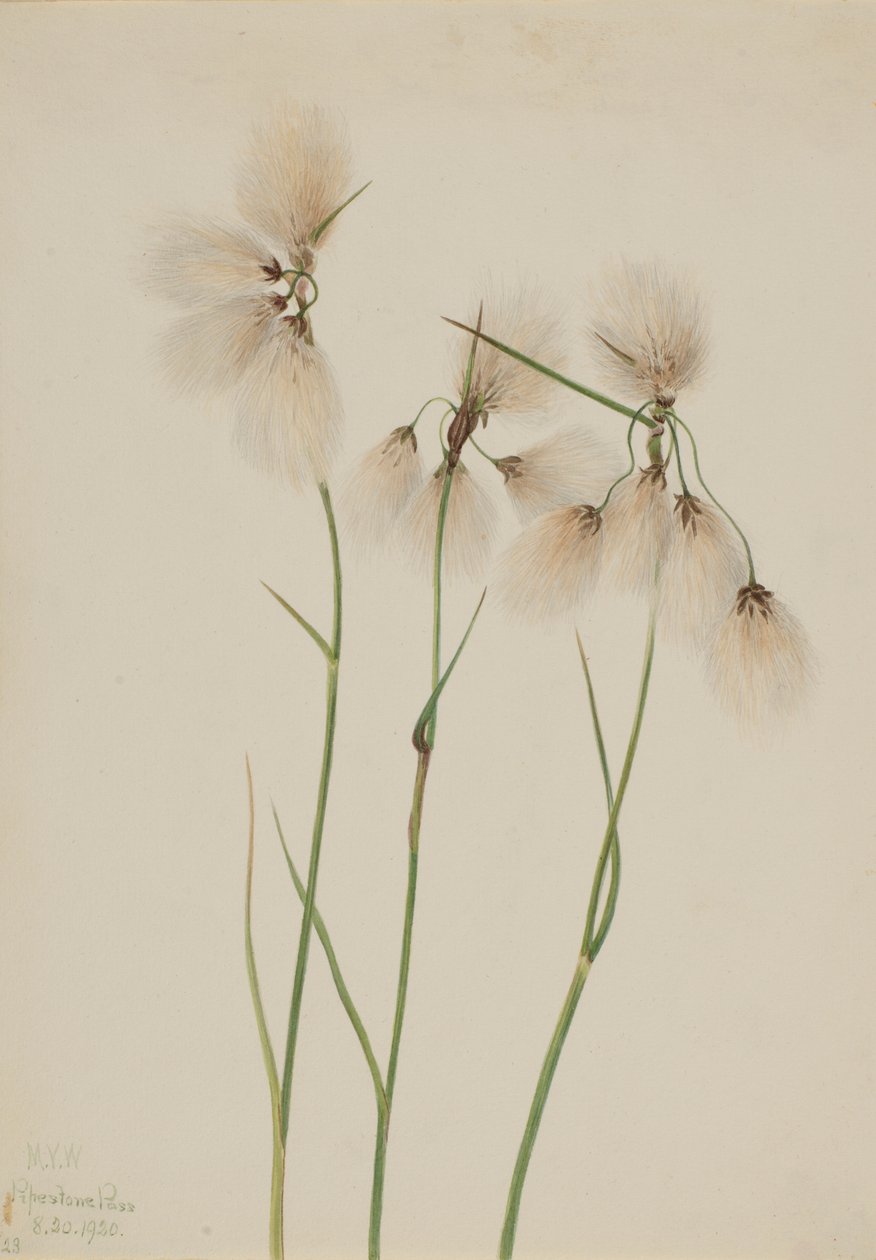 Trawka wąskolistna (Eriophorum angustifolium) autorstwa Mary Vaux Walcott
