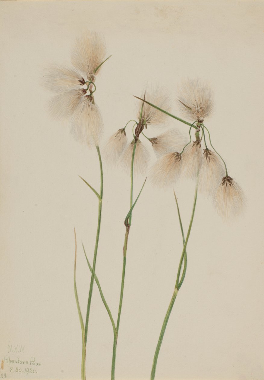 Frędzel bawełniany Eriophorum angustifolium, 1920. autorstwa Mary Vaux Walcott