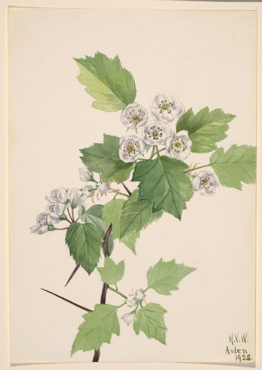 Głóg dwuszyjkowy (Crataegus coccinea) autorstwa Mary Vaux Walcott