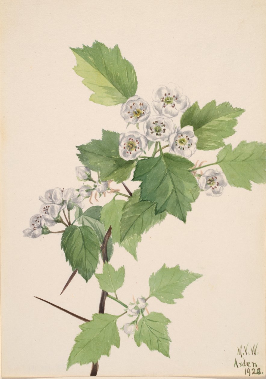 Zarośla głogu Crataegus coccinea, 1922. autorstwa Mary Vaux Walcott