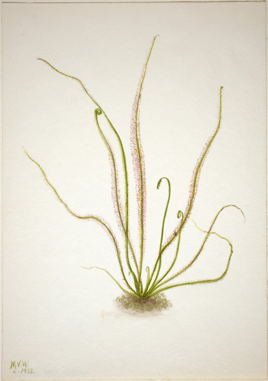 Rosiczka okrągłolistna (Drosera rotundifolia) autorstwa Mary Vaux Walcott