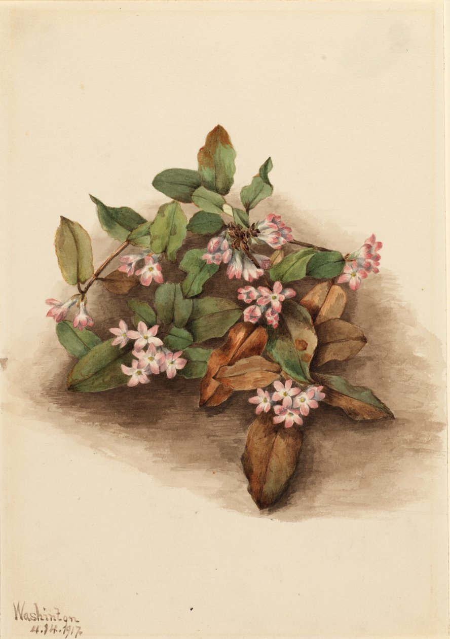 Ciągnący Arbutus Epigaea repens, 1917. autorstwa Mary Vaux Walcott
