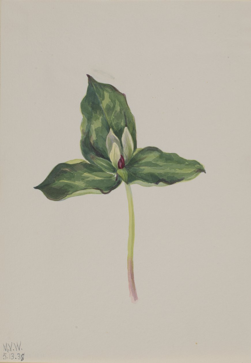 Trillium odbarwienie, 1938. autorstwa Mary Vaux Walcott