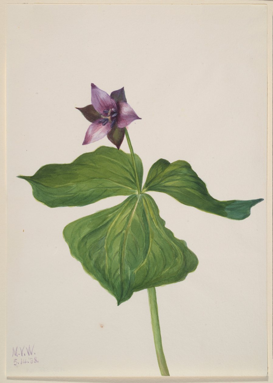 Trillium erectum autorstwa Mary Vaux Walcott
