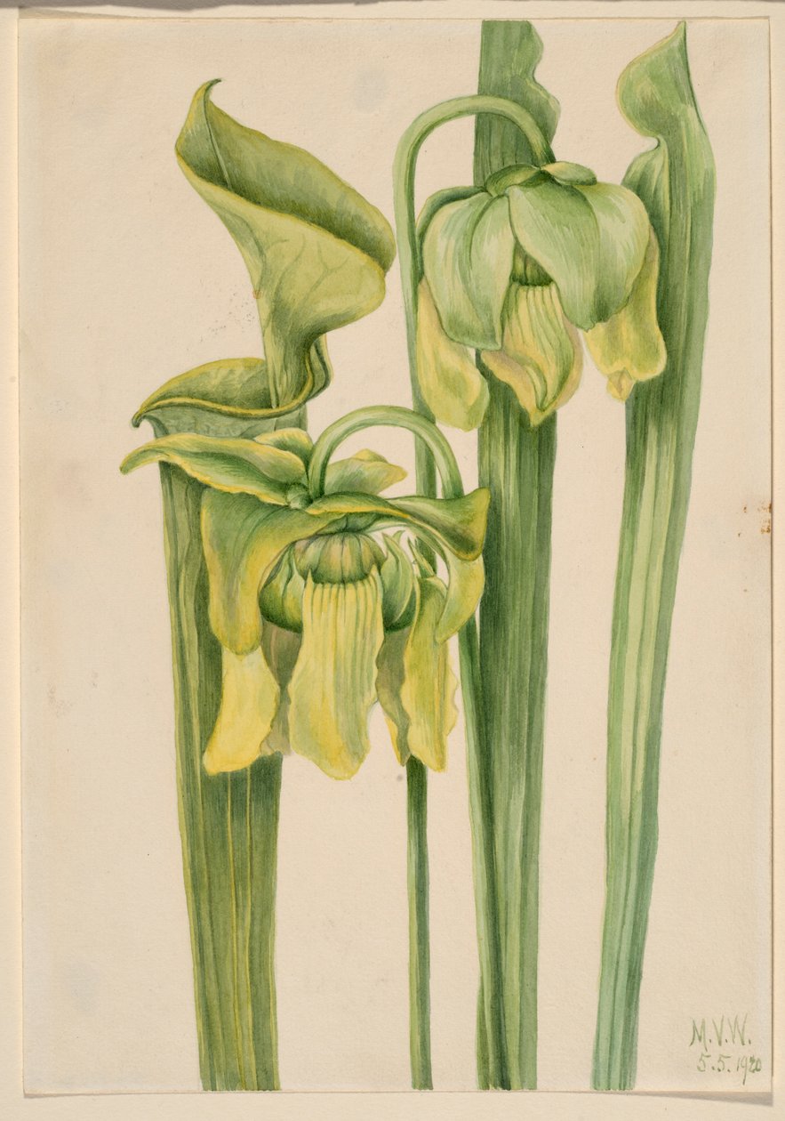 Liść trąbki (Sarracenia flava) autorstwa Mary Vaux Walcott