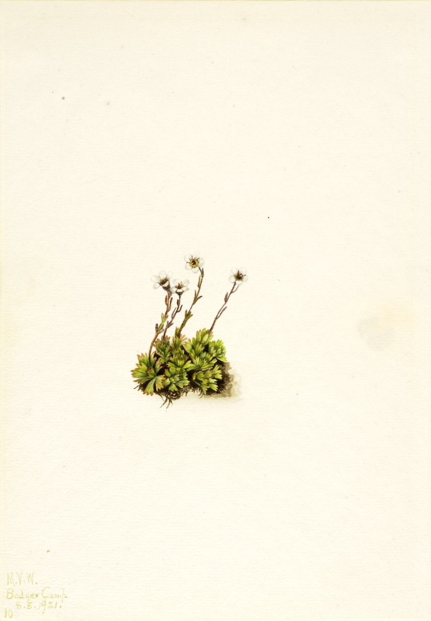 Skalnica kępkowa (Saxifraga caespitosa) autorstwa Mary Vaux Walcott