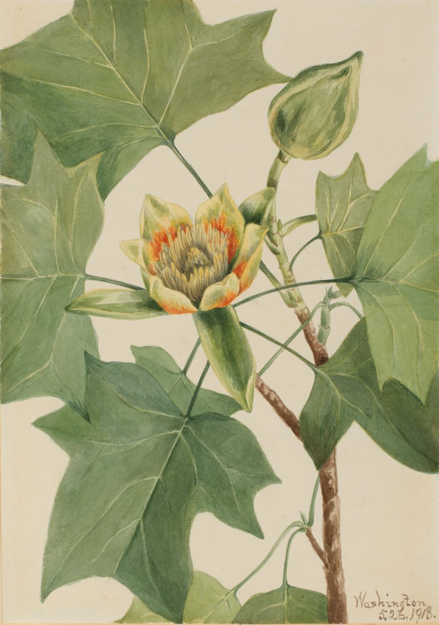 Tulipanowiec (Liriodendron tulipifera) autorstwa Mary Vaux Walcott