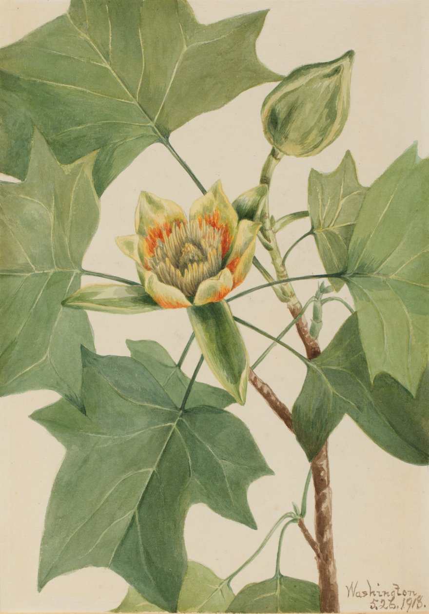 Tulipanowiec Liriodendron tulipifera, 1918. autorstwa Mary Vaux Walcott